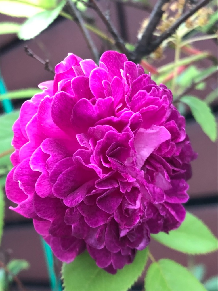 f:id:amanokotone:20210516061644j:image