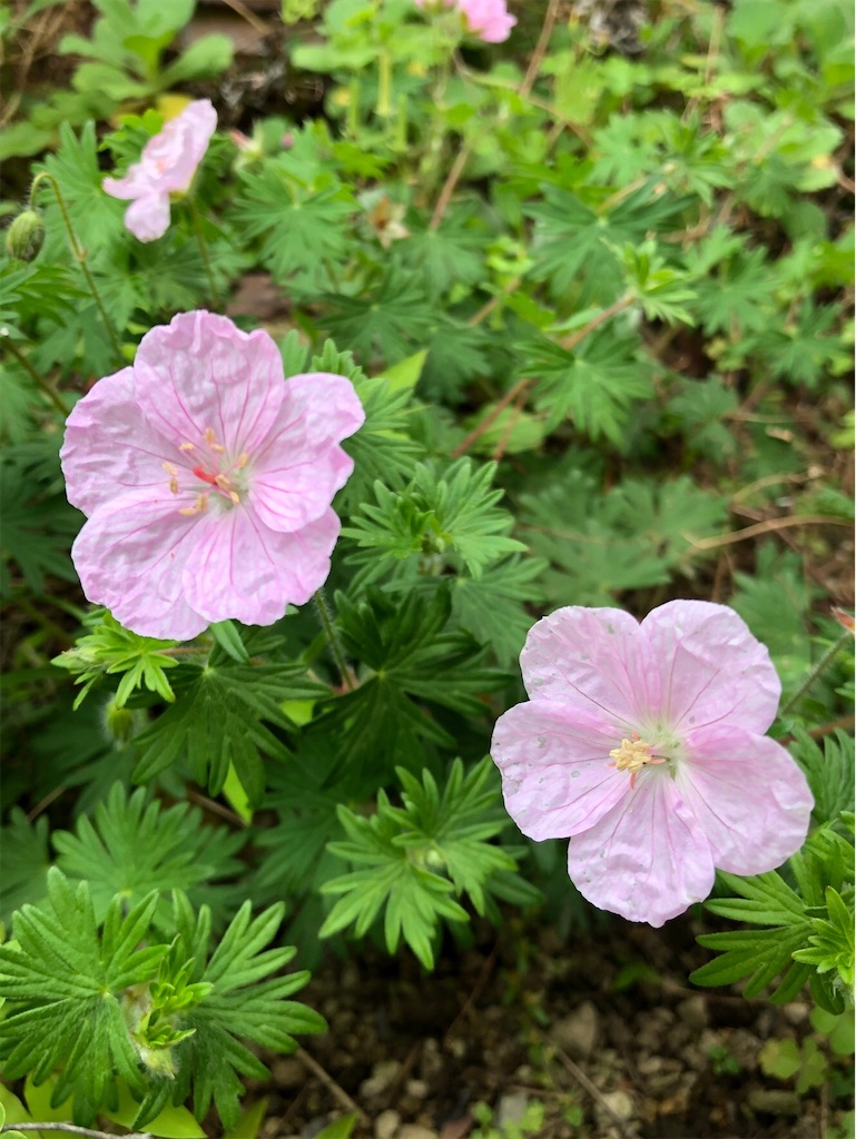f:id:amanokotone:20210519105311j:image