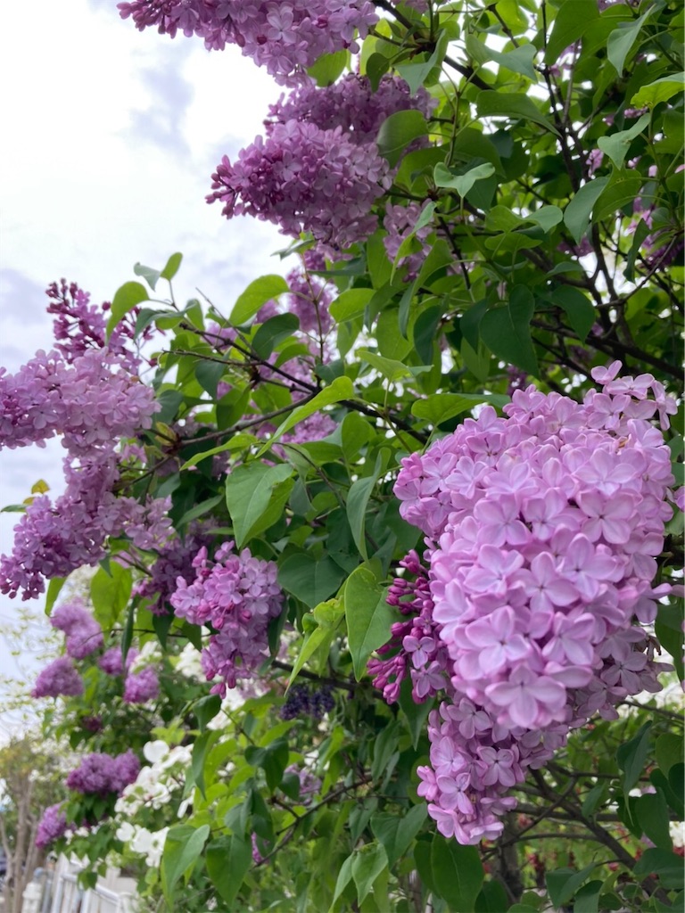 f:id:amanokotone:20210519105517j:image