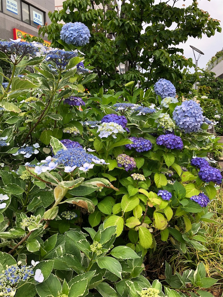 f:id:amanokotone:20210529091025j:image