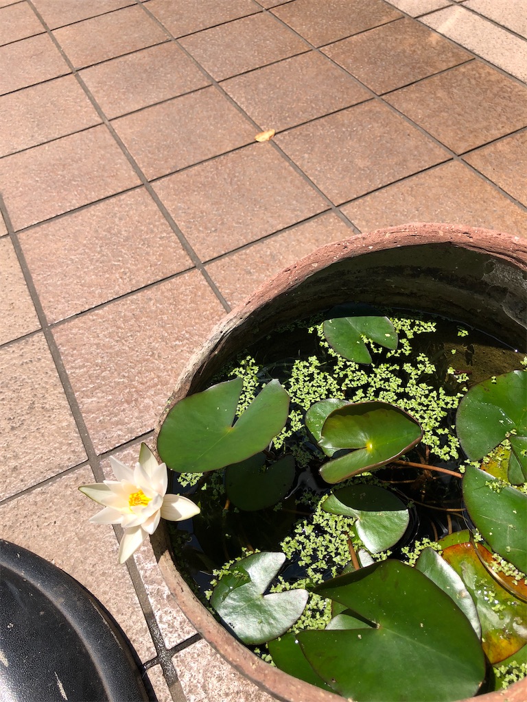 f:id:amanokotone:20210611083238j:image f:id:amanokotone:20210611083238j:image