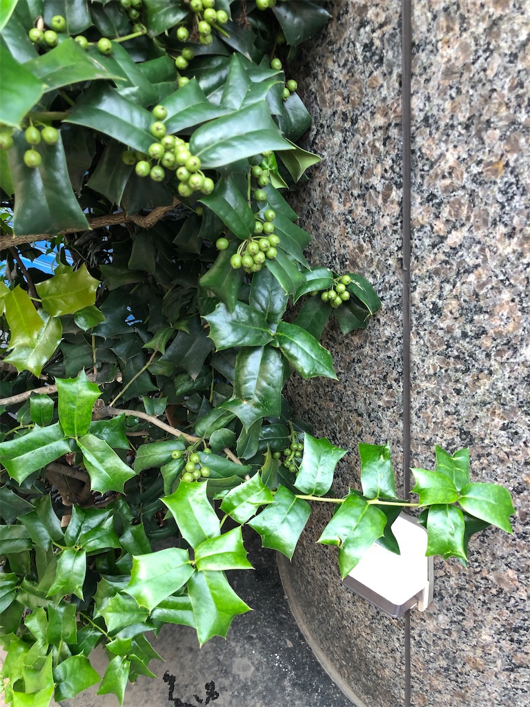 f:id:amanokotone:20210618075440j:image