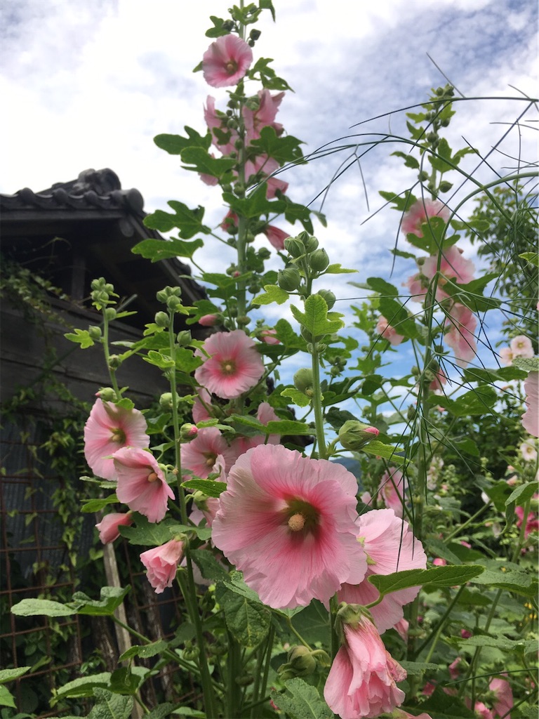 f:id:amanokotone:20210622161910j:image