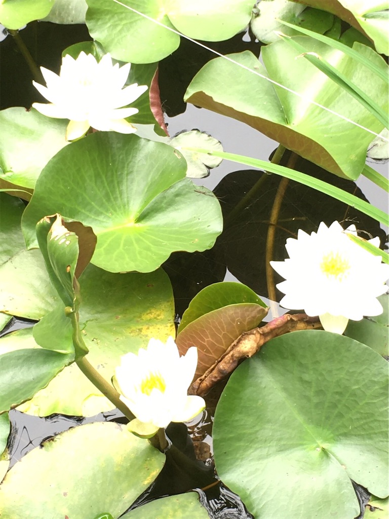 f:id:amanokotone:20210628082035j:image