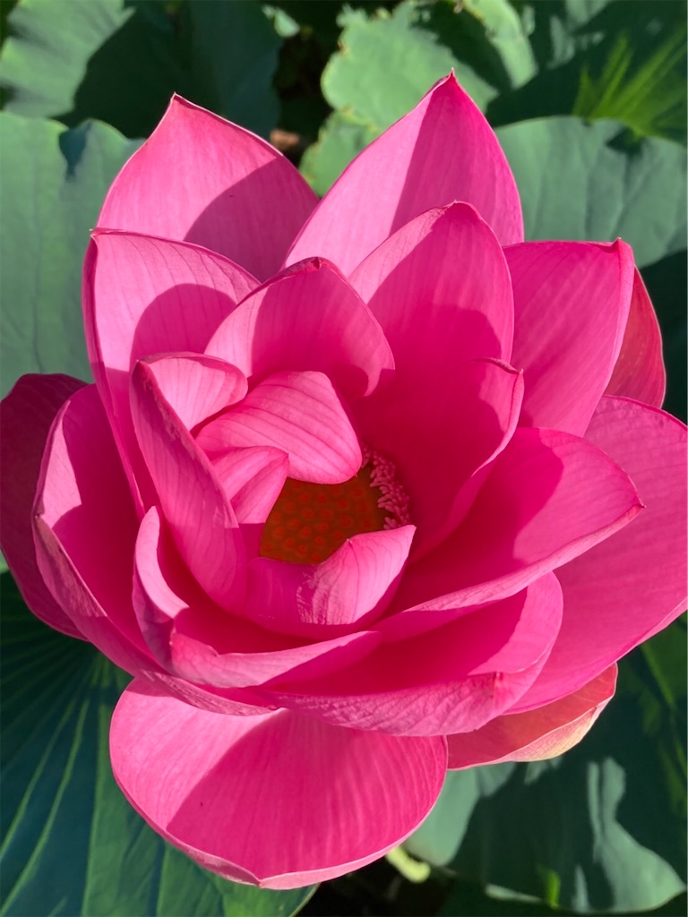 f:id:amanokotone:20210826150955j:image
