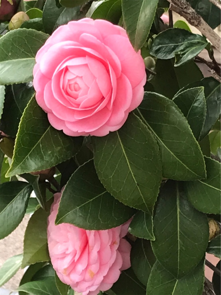 f:id:amanokotone:20220323180136j:image
