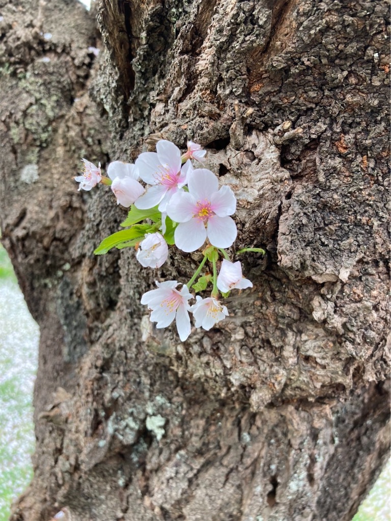 f:id:amanokotone:20220415085738j:image