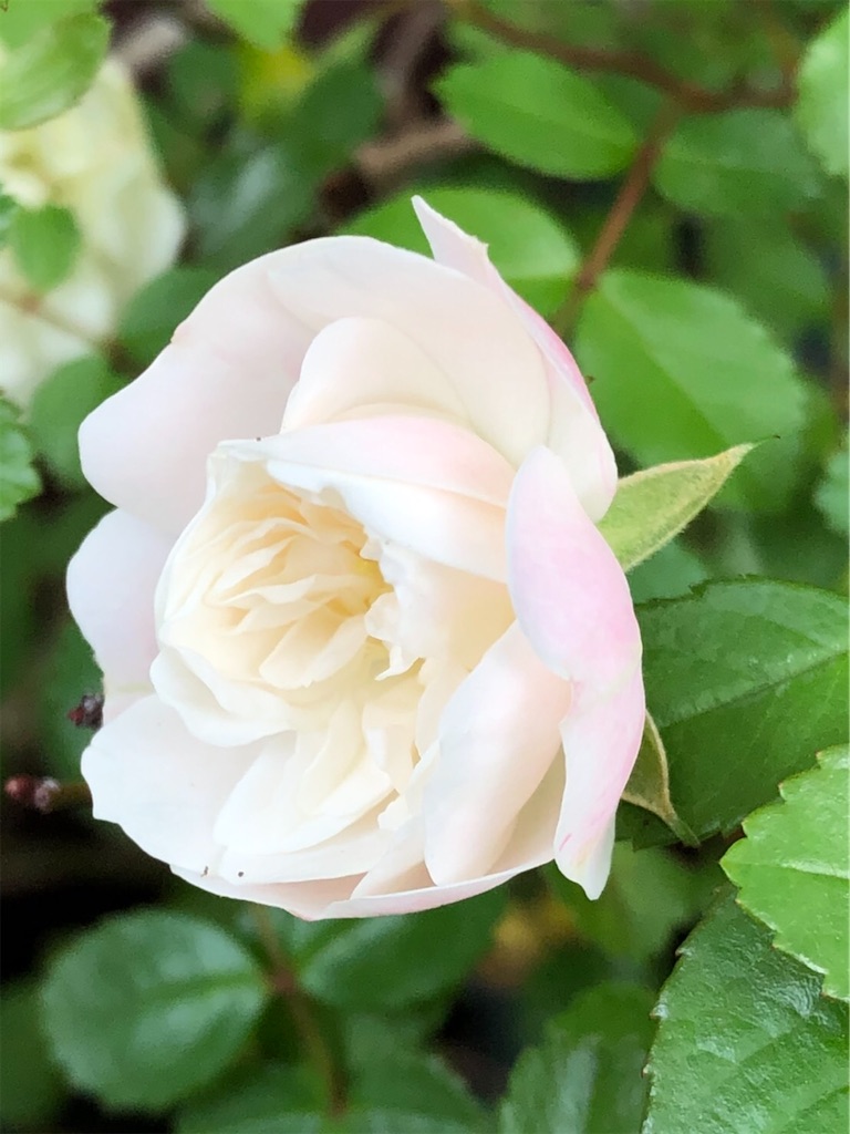 f:id:amanokotone:20220421231504j:image