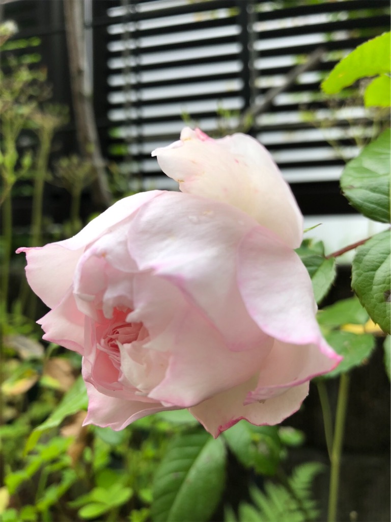 f:id:amanokotone:20220421231507j:image