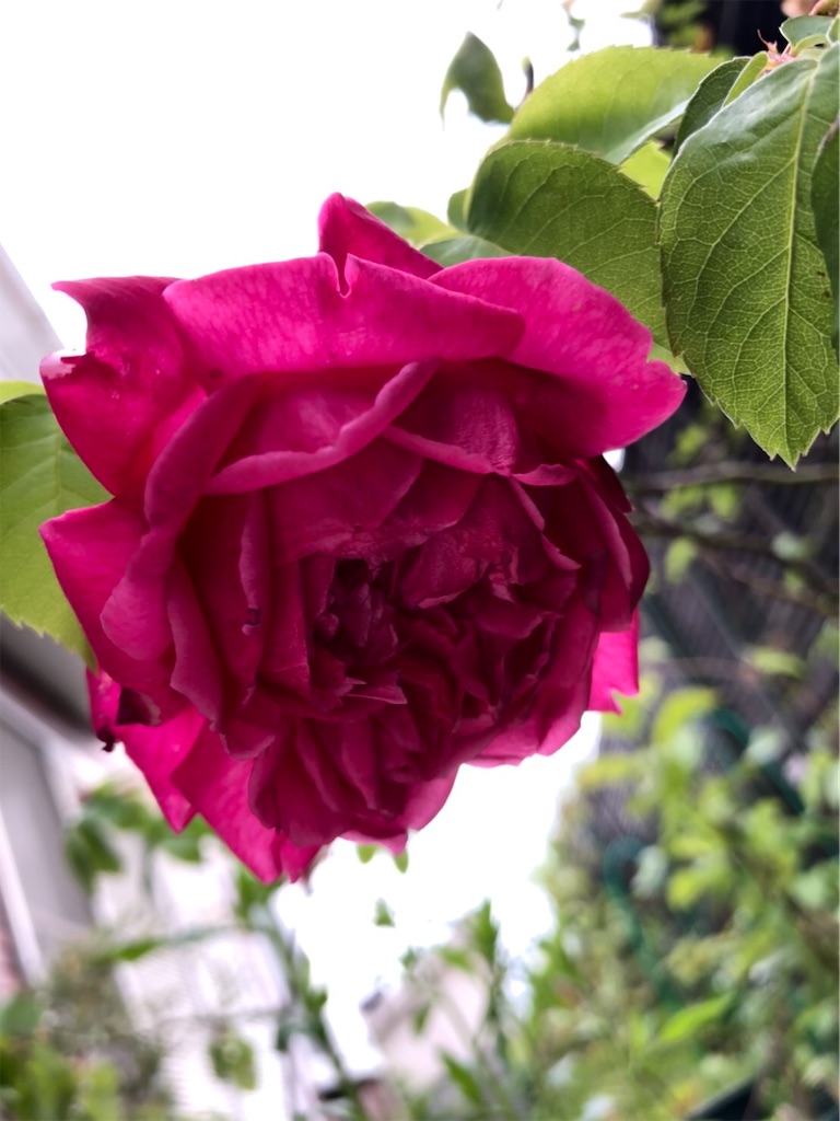f:id:amanokotone:20220421231514j:image