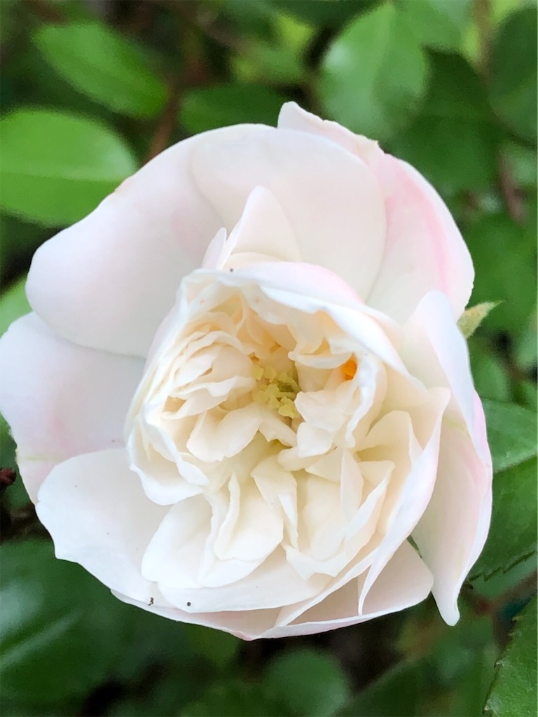f:id:amanokotone:20220421231521j:image