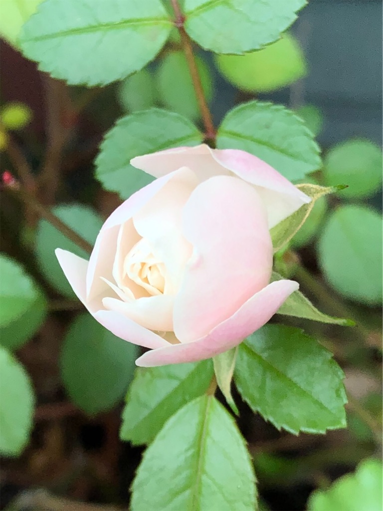 f:id:amanokotone:20220421231529j:image