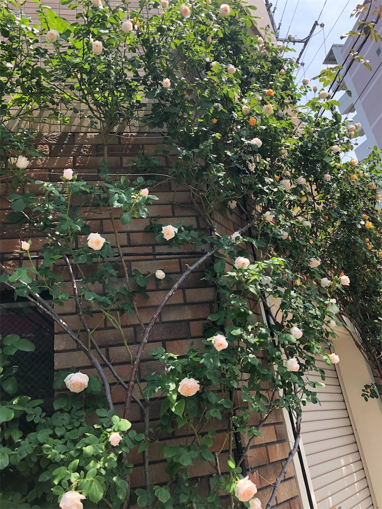 f:id:amanokotone:20220505122843j:image