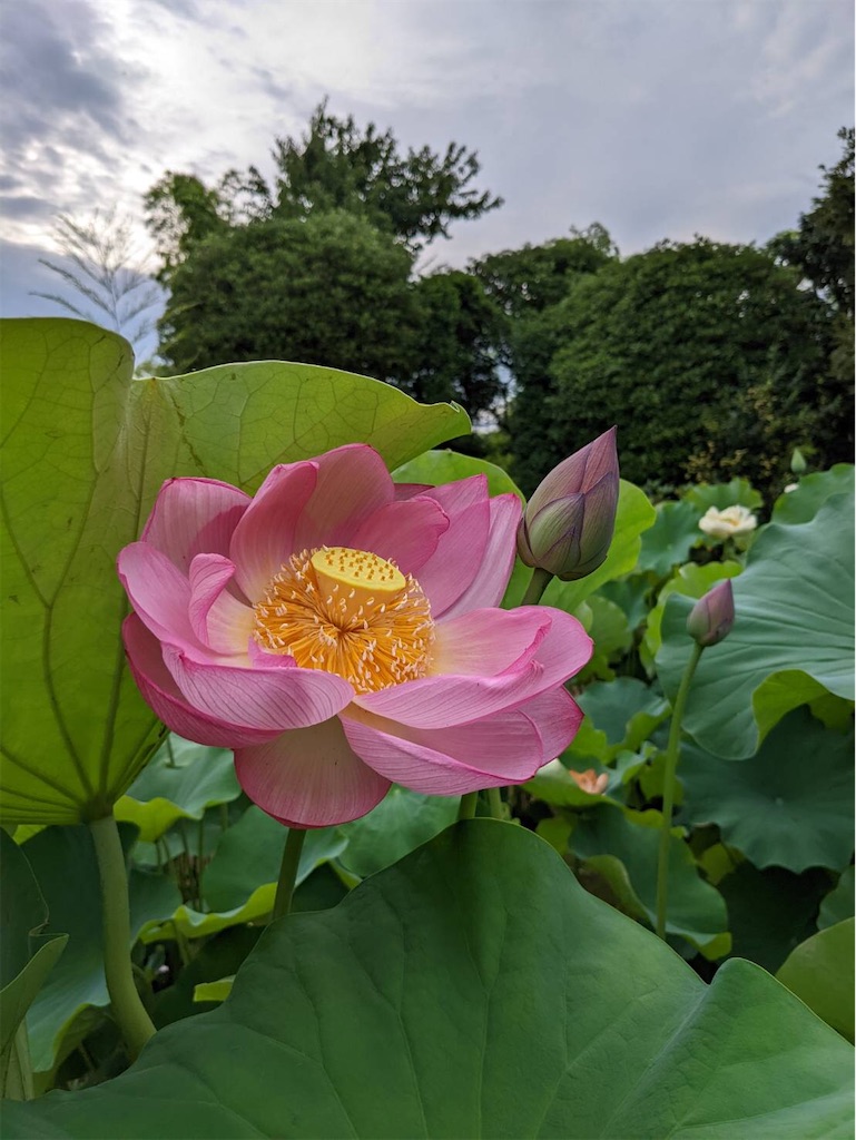 f:id:amanokotone:20220704125248j:image