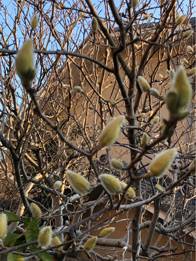 f:id:amanokotone:20230303190900j:image