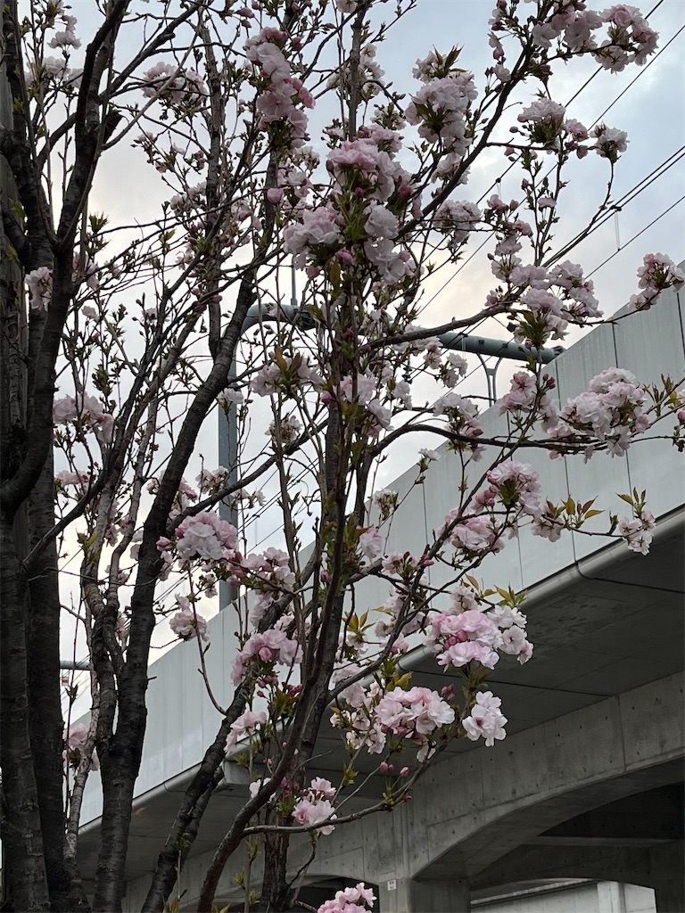 f:id:amanokotone:20230410063745j:image