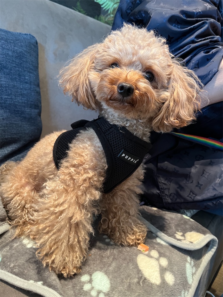 f:id:amanokotone:20230428092841j:image