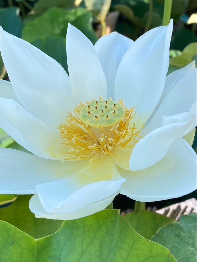 f:id:amanokotone:20230504074741j:image