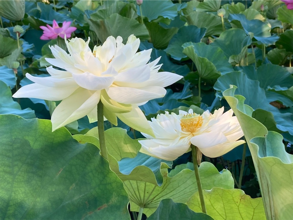 f:id:amanokotone:20230504074754j:image