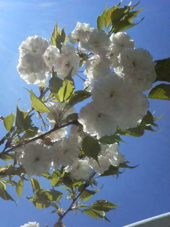 f:id:amarillank:20100425125100j:image:h250