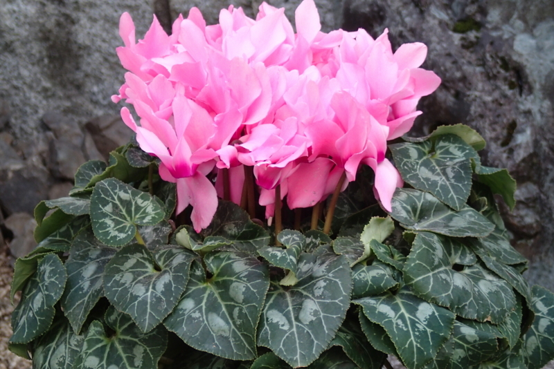 f:id:amarna:20180101150400j:image:w360