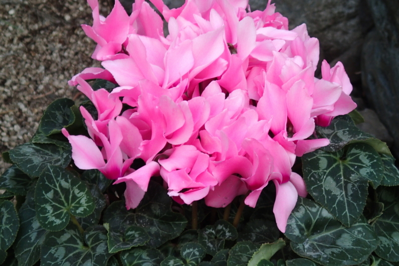 f:id:amarna:20180101150409j:image:w360