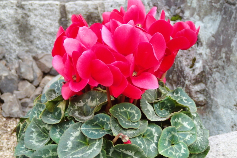 f:id:amarna:20180101150836j:image:w360