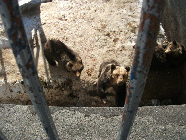 f:id:amateur2010:20130129131803j:image