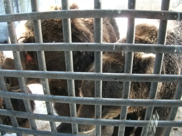 f:id:amateur2010:20130129132554j:image