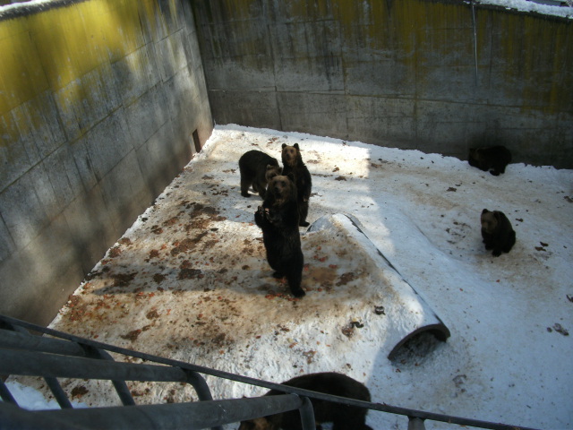 f:id:amateur2010:20130129132900j:image