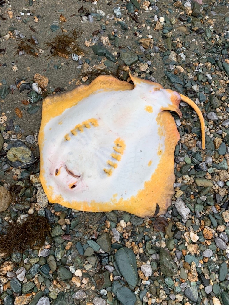 外道でエイ 凡人釣り師shunkinの釣りブログin 大体愛媛