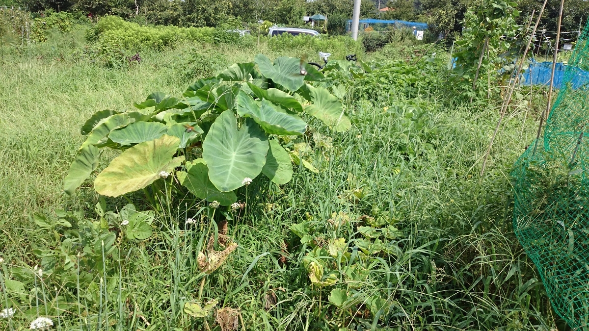 f:id:amatuchi:20191022135739j:plain f:id:amatuchi:20191022135739j:plain