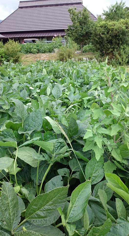 f:id:amatuchi:20191022144544j:plain f:id:amatuchi:20191022144544j:plain