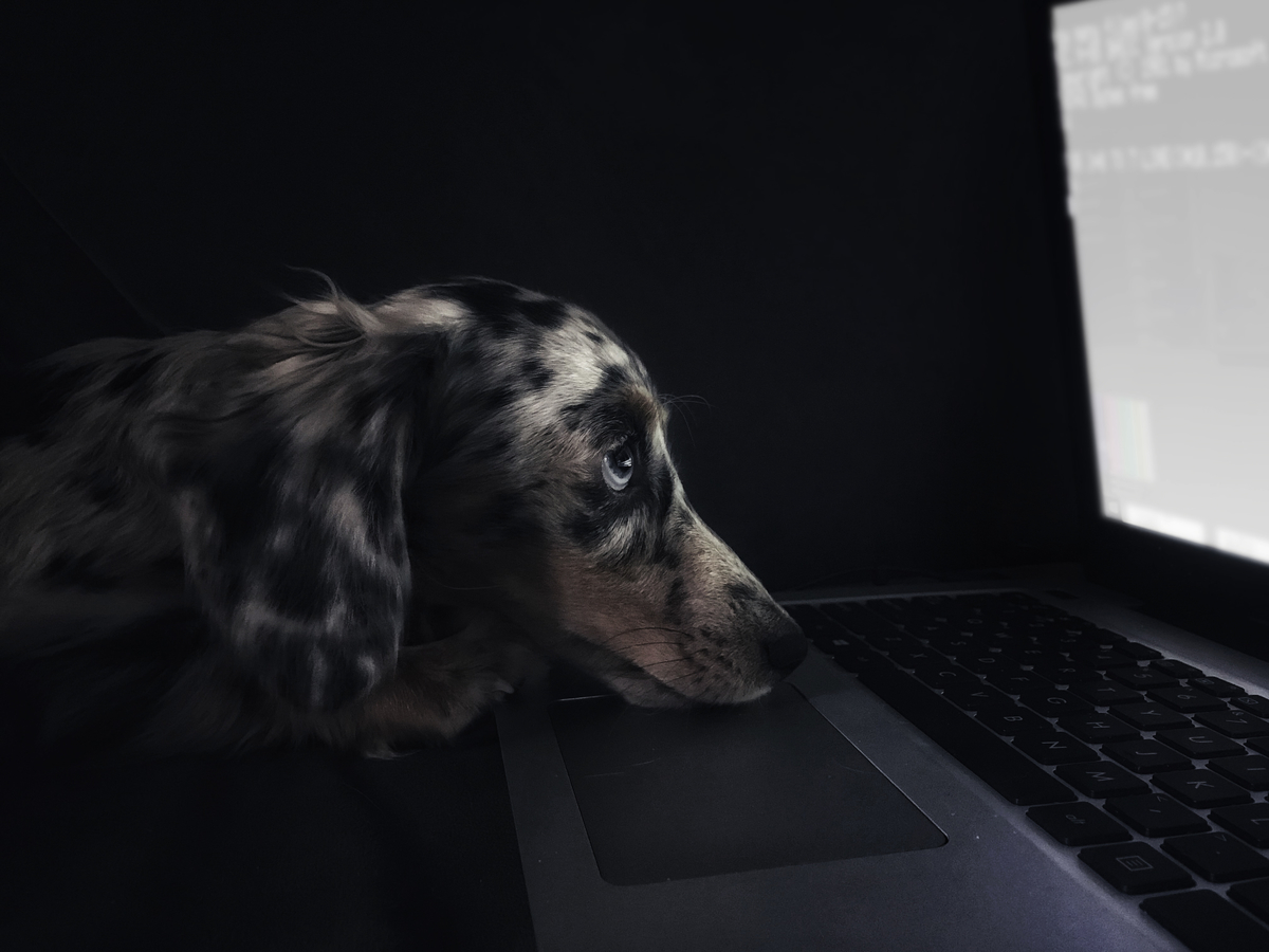 dog　PC　犬