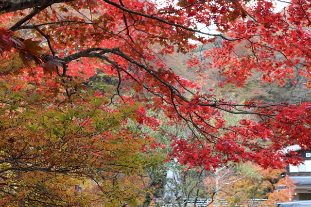 f:id:amatutitaro:20191102093841j:plain