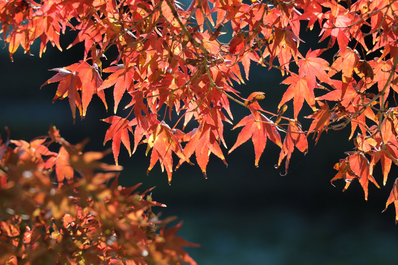 f:id:amatutitaro:20191110145621j:plain