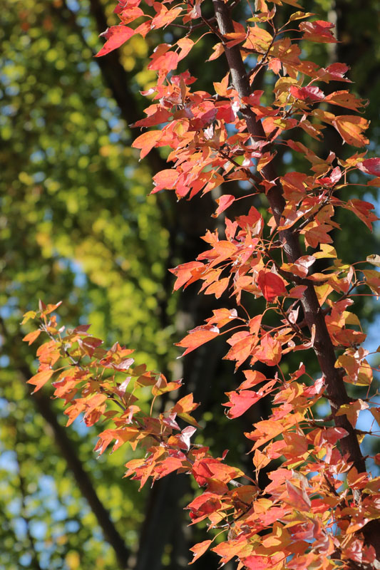 f:id:amatutitaro:20191110145707j:plain