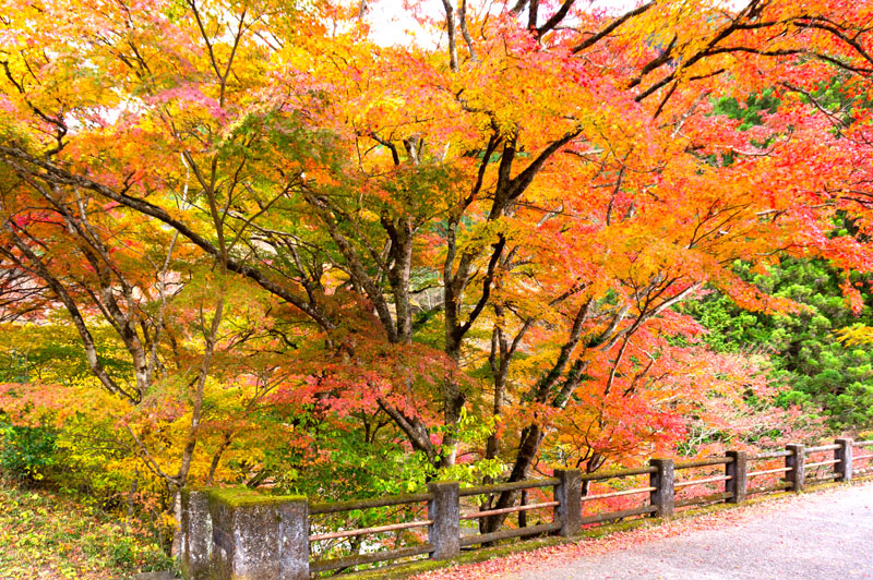 f:id:amatutitaro:20191112150658j:plain