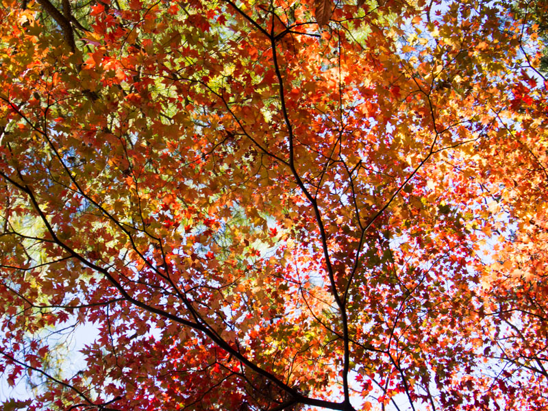 f:id:amatutitaro:20191122134828j:plain