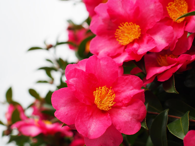 f:id:amatutitaro:20191128201040j:plain