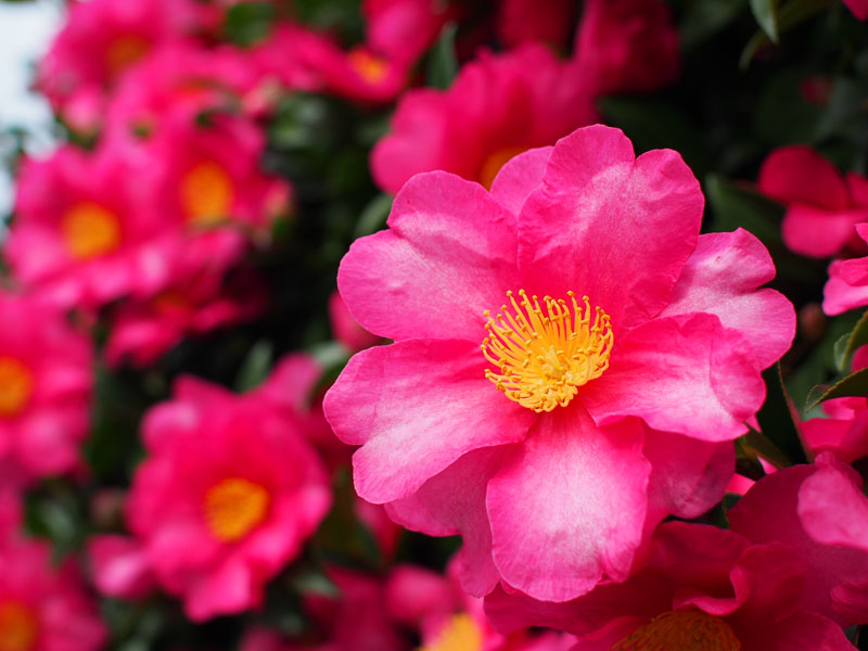 f:id:amatutitaro:20191128201056j:plain