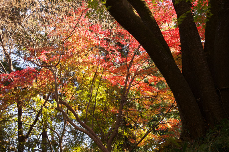 f:id:amatutitaro:20191129202755j:plain