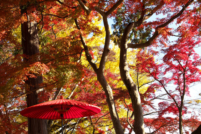 f:id:amatutitaro:20191129203512j:plain