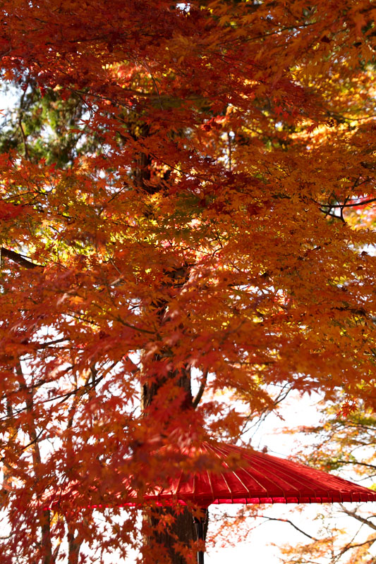 f:id:amatutitaro:20191129210358j:plain