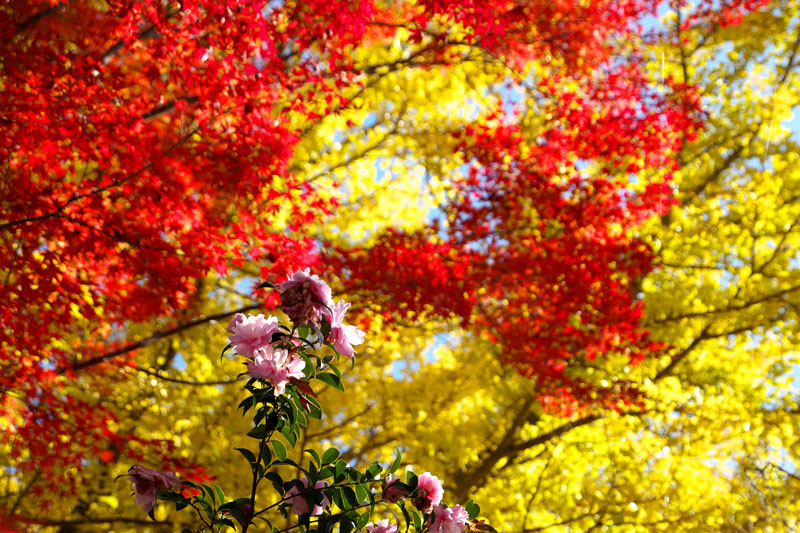 f:id:amatutitaro:20191129210450j:plain
