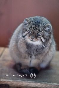 海賊の残党 おまじないの意味・・ばれたか（＾＾； 否定のBadクリックはでけねぇとの算段。 しかし、どうしたね。