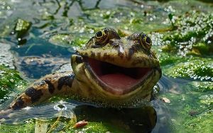 海賊の残党 日経...底堅いと言うか、しぶといと言うか・・（＾＾； さて、ここから落下傘降下ですかね？ わからん