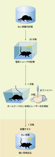 ２つの記憶を結びつける実験。マウスを丸い部屋に入れた後に四角い部屋に入れて電気ショックを与える。最初これらは別々の出来事として記憶されるが，脳にレーザー光を照射すると両者がつながり，丸い部屋に入れただけでマウスは恐怖ですくむようになる。