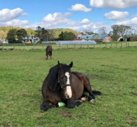 ハクレイファームでは年15頭ほどの競走馬を生産(北海道新冠町)