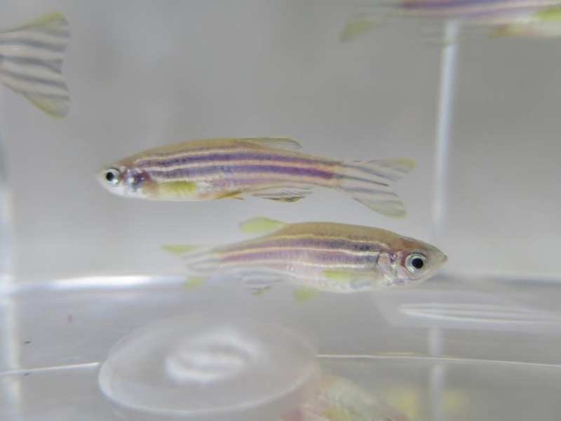 ゼブラフィッシュ(国立遺伝学研究所・川上浩一教授提供)